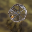 ring Lada Vosejpkova, photo Eva Hajsmanova